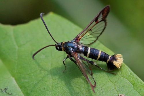 Synanthedon sp.